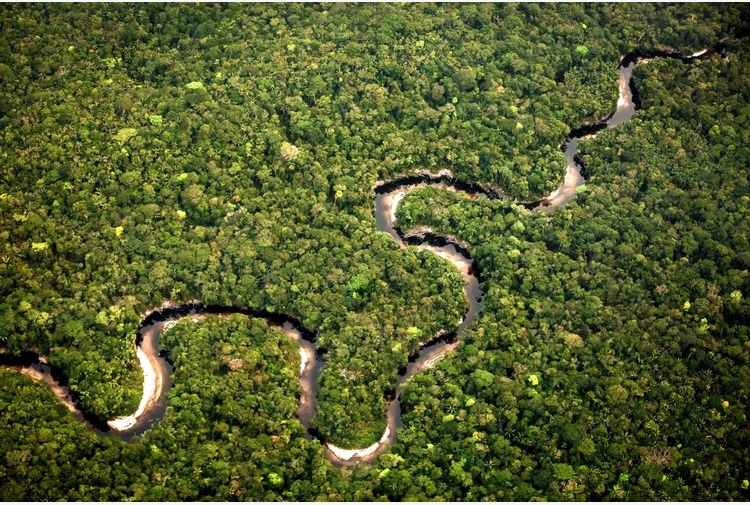 Il Wwf compie 60 anni e lancia l allarme Crolla la biodiversità