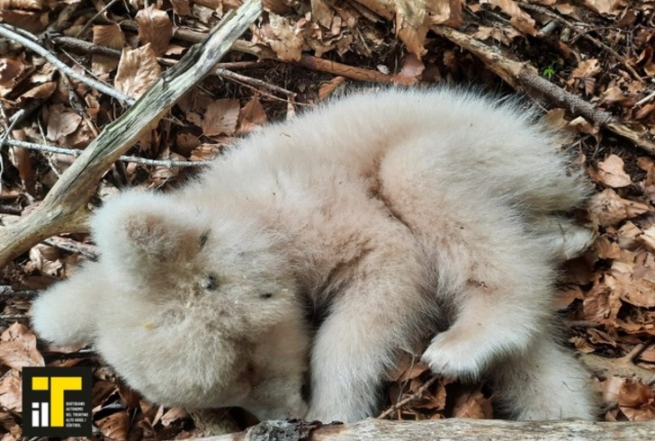 Trovato Morto In Trentino Un Cucciolo Di Orso Albino Tiscali Notizie