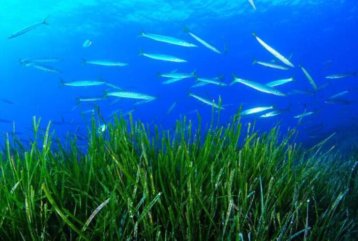 Avvistato A Trieste Un Grosso Banco Di Barracuda Boccagialla Tiscali