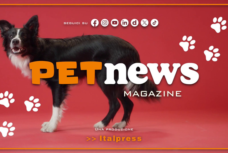 PetNews Magazine - 21/7/2025 PetNews Magazine - 21/7/2025