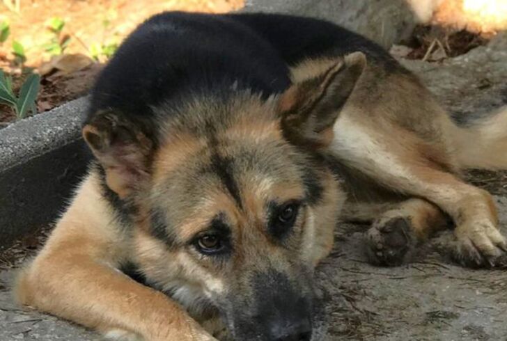 (Latina) Strepitoso mix Pastore tedesco husky Whisky pastore tedesco mix husky Cane Maschio